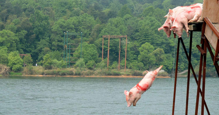 os porcos se lançam ao mar